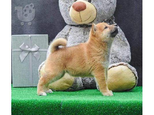 Κουτάβια Shiba inu